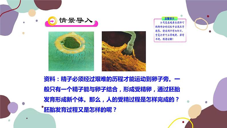 苏教版生物七年级下册第八章 精卵结合孕育新的生命 第二课时课件02