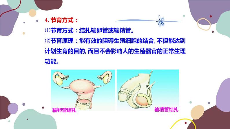 苏教版生物七年级下册第八章 精卵结合孕育新的生命 第二课时课件05