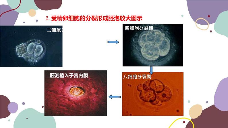 苏教版生物七年级下册第八章 精卵结合孕育新的生命 第二课时课件06