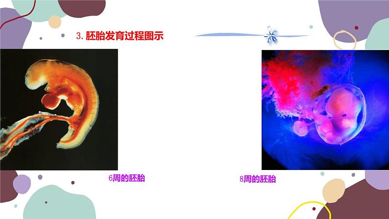 苏教版生物七年级下册第八章 精卵结合孕育新的生命 第二课时课件07