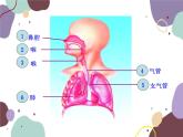 苏教版生物七年级下册第十章 人体和外界环境的气体交换课件