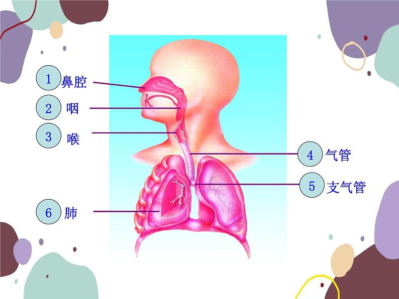 苏教版生物七年级下册第十章 人体和外界环境的气体交换课件04