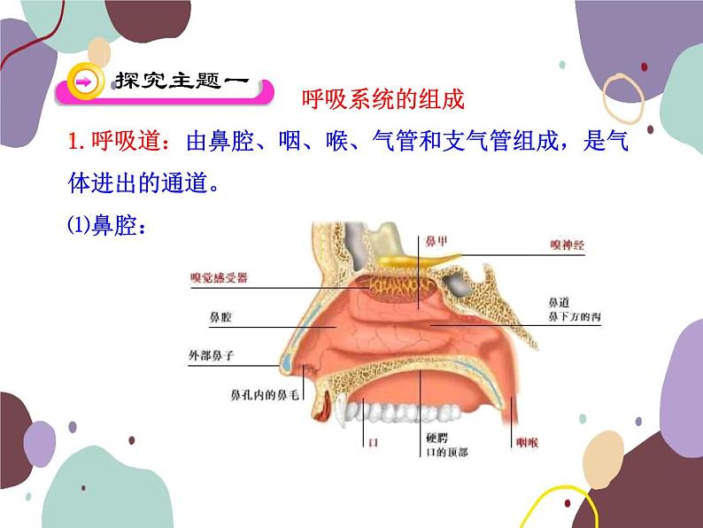 苏教版生物七年级下册第十章 人体和外界环境的气体交换课件05