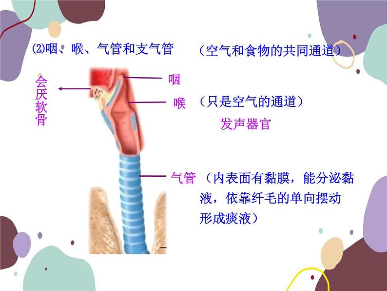 苏教版生物七年级下册第十章 人体和外界环境的气体交换课件07