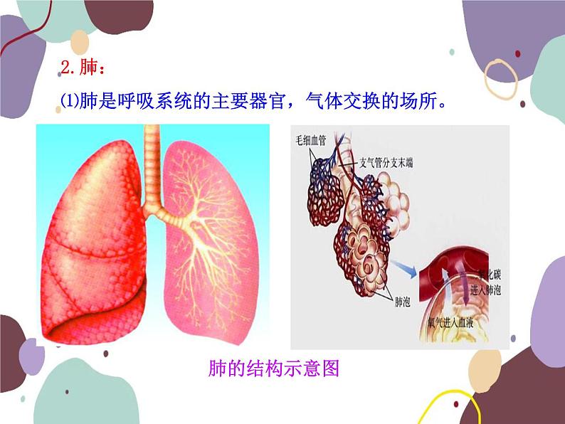 苏教版生物七年级下册第十章 人体和外界环境的气体交换课件08