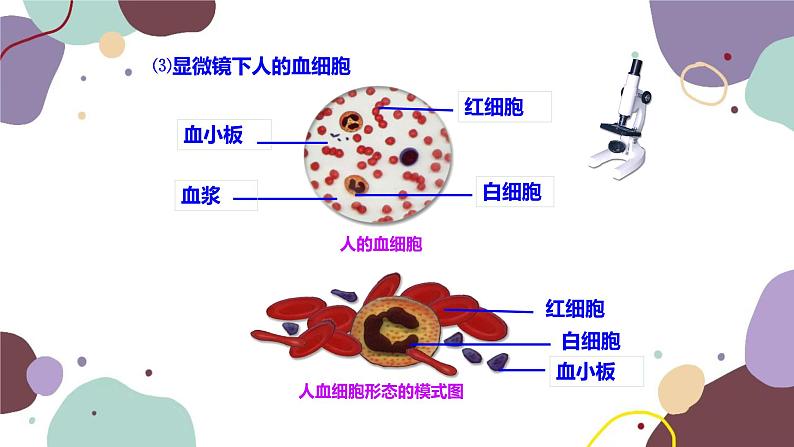 苏教版生物七年级下册第十章 血液和血型 第一课时课件第6页