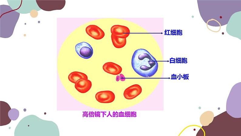 苏教版生物七年级下册第十章 血液和血型 第一课时课件第7页