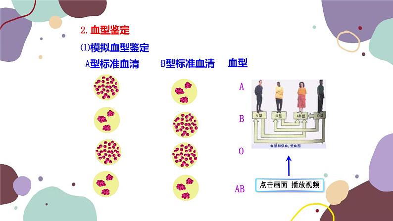 苏教版生物七年级下册第十章 血液和血型 第二课时课件第5页