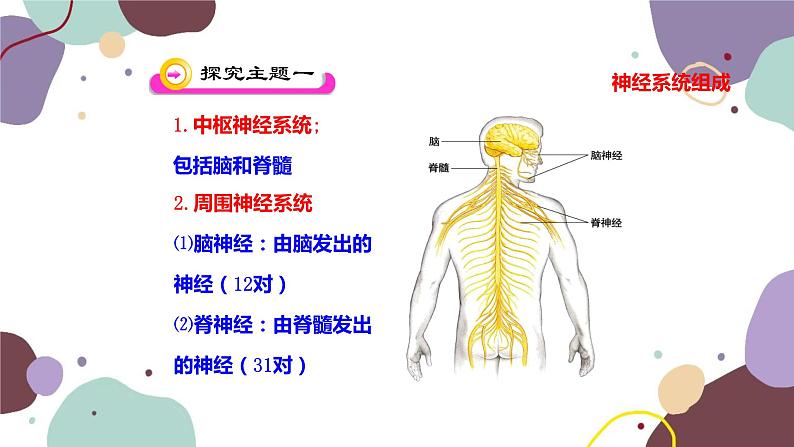 苏教版生物七年级下册第十二章 人体的神经调节 第一课时课件第4页