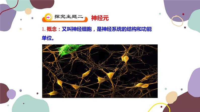 苏教版生物七年级下册第十二章 人体的神经调节 第一课时课件第5页