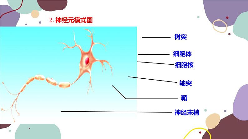 苏教版生物七年级下册第十二章 人体的神经调节 第一课时课件第6页