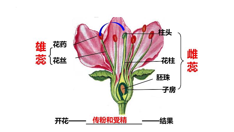 7.1.1++植物的生殖++课件-2023-2024学年人教版生物八年级下册第3页