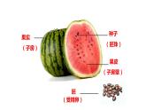 7.1.1++植物的生殖++课件-2023-2024学年人教版生物八年级下册