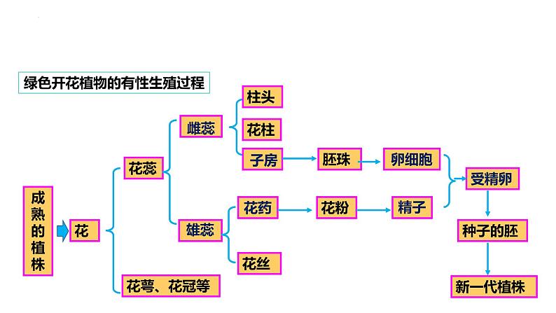 7.1.1++植物的生殖++课件-2023-2024学年人教版生物八年级下册第7页