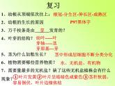 3.2.3++开花和结果++课件-2023-2024学年人教版生物七年级上册