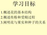 3.2.3++开花和结果++课件-2023-2024学年人教版生物七年级上册