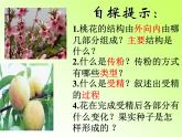 3.2.3++开花和结果++课件-2023-2024学年人教版生物七年级上册