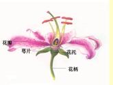 3.2.3++开花和结果++课件-2023-2024学年人教版生物七年级上册