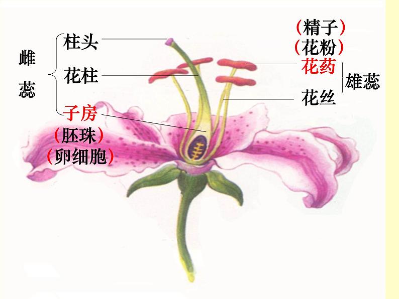 3.2.3++开花和结果++课件-2023-2024学年人教版生物七年级上册第6页