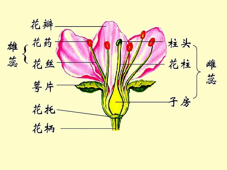 3.2.3++开花和结果++课件-2023-2024学年人教版生物七年级上册第7页