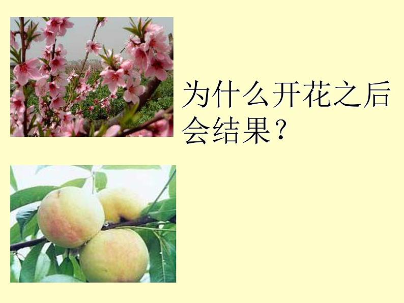 3.2.3++开花和结果++课件-2023-2024学年人教版生物七年级上册第8页