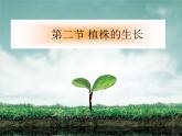 3.2.2++植株的生长++课件-2023-2024学年人教版生物七年级上册