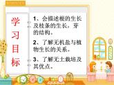 3.2.2++植株的生长++课件-2023-2024学年人教版生物七年级上册