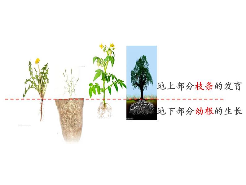 3.2.2++植株的生长++课件-2023-2024学年人教版生物七年级上册第6页