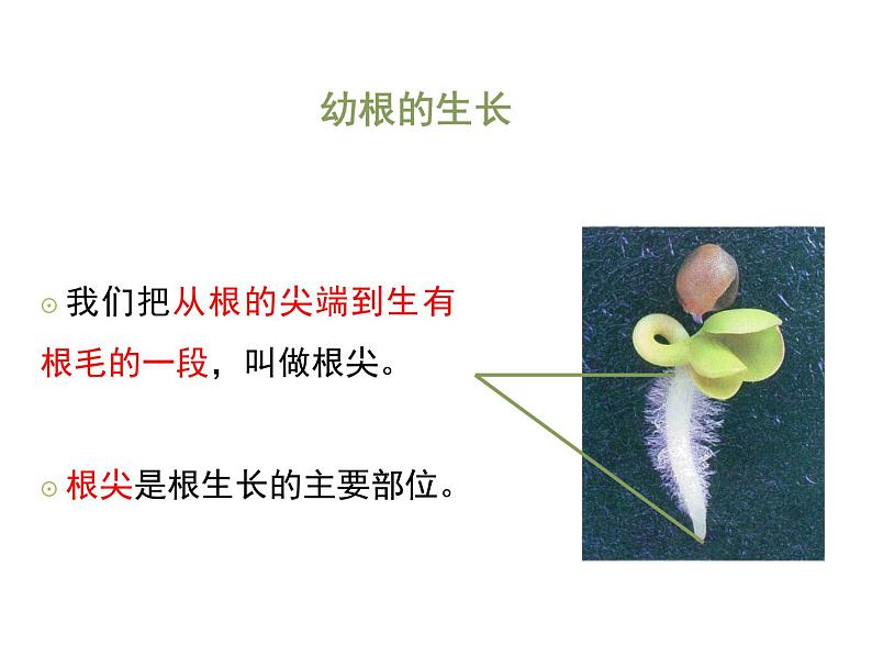 3.2.2++植株的生长++课件-2023-2024学年人教版生物七年级上册第7页