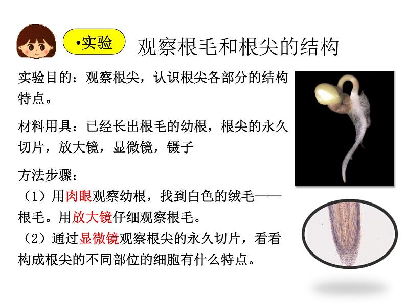 3.2.2++植株的生长++课件-2023-2024学年人教版生物七年级上册第8页