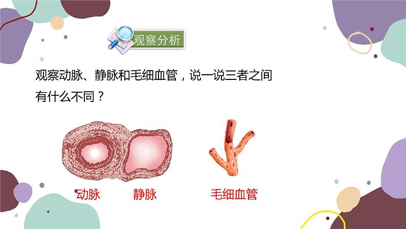 苏教版生物七年级下册第十章 人体的血液循环 第一课时课件06