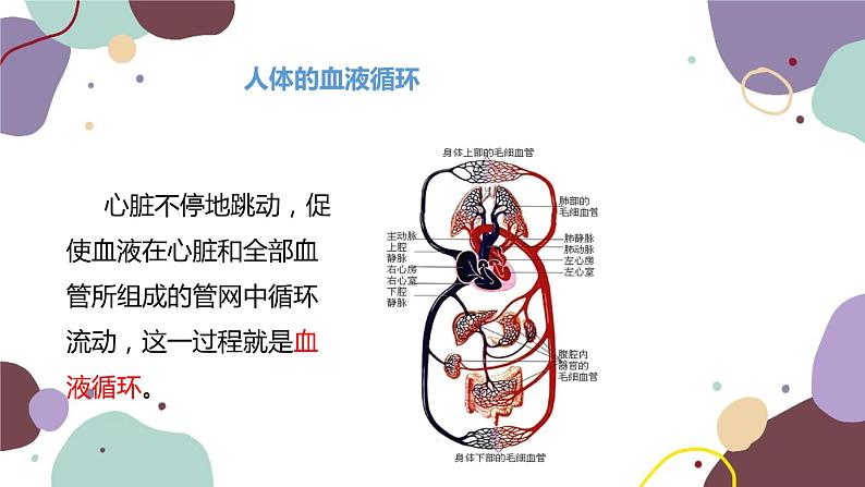 苏教版生物七年级下册第十章 人体的血液循环 第二课时课件04