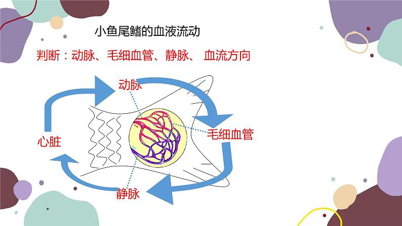 苏教版生物七年级下册第十章 人体的血液循环 第二课时课件06