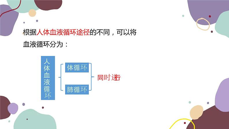 苏教版生物七年级下册第十章 人体的血液循环 第二课时课件08