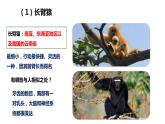 4.1.1人类的起源和发展课件2023-2024学年人教版生物七年级下册