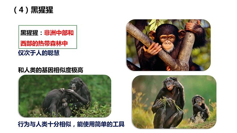 4.1.1人类的起源和发展课件2023-2024学年人教版生物七年级下册第8页