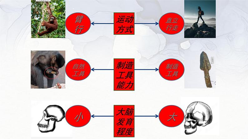 4.1.1人类的起源和发展++课件-2023-2024学年人教版生物七年级下册08