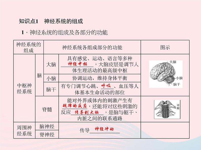 2024七年级生物下册第四单元生物圈中的人第六章人体生命活动的调节第二节神经系统的组成作业课件新版新人教版 (1)第3页