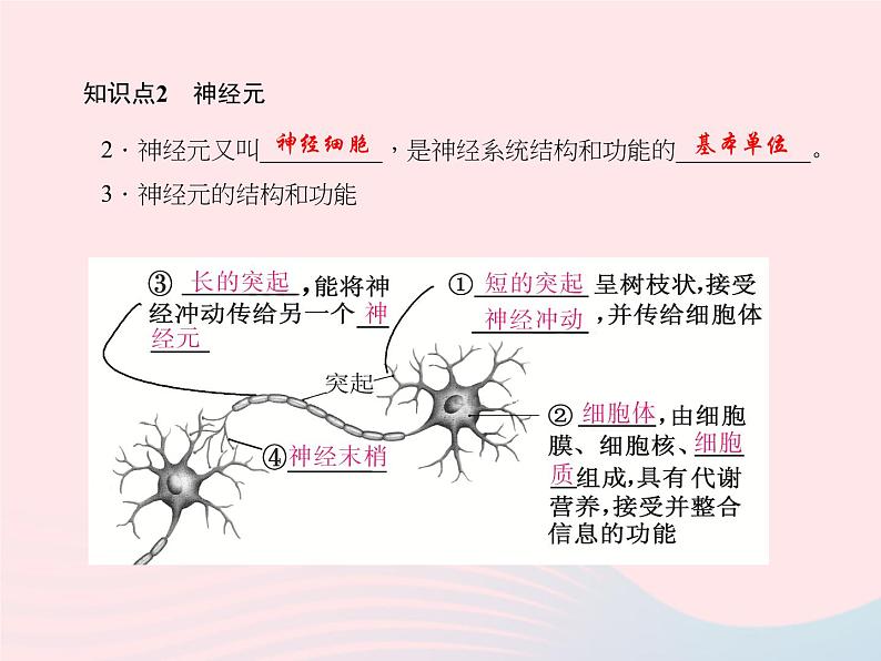 2024七年级生物下册第四单元生物圈中的人第六章人体生命活动的调节第二节神经系统的组成作业课件新版新人教版 (1)第4页