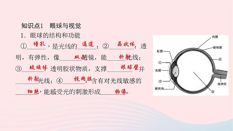 2024七年级生物下册第四单元生物圈中的人第六章人体生命活动的调节第一节人体对外界环境的感知作业课件新版新人教版 (1)第3页