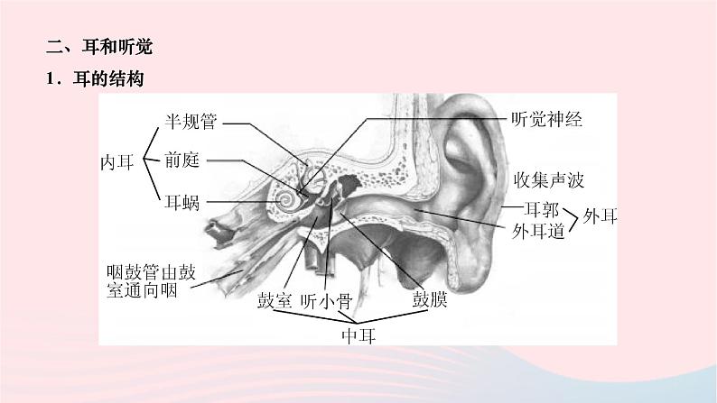 2024七年级生物下册第四单元生物圈中的人第六章人体生命活动的调节第一节人体对外界环境的感知作业课件新版新人教版第5页