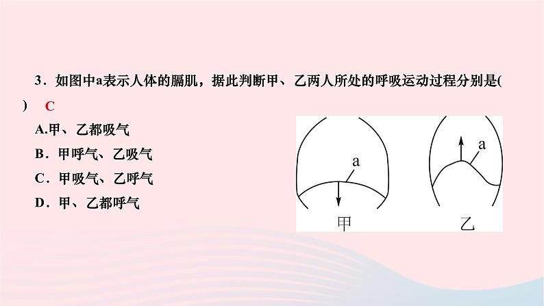 2024七年级生物下册第四单元生物圈中的人第三章人体的呼吸第二节发生在肺内的气体交换作业课件新版新人教版06