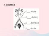 2024七年级生物下册第四单元生物圈中的人第五章人体内废物的排出作业课件新版新人教版