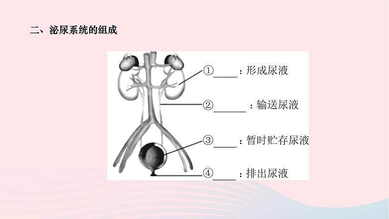 2024七年级生物下册第四单元生物圈中的人第五章人体内废物的排出作业课件新版新人教版第3页