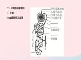 2024七年级生物下册第四单元生物圈中的人第五章人体内废物的排出作业课件新版新人教版