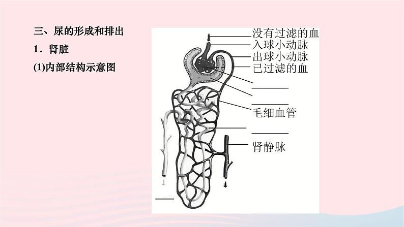 2024七年级生物下册第四单元生物圈中的人第五章人体内废物的排出作业课件新版新人教版第4页