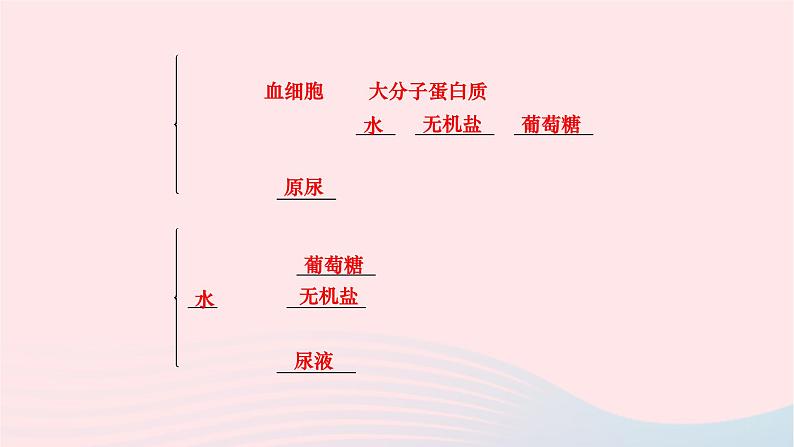 2024七年级生物下册第四单元生物圈中的人第五章人体内废物的排出作业课件新版新人教版第7页