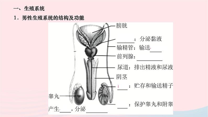 2024七年级生物下册第四单元生物圈中的人第一章人的由来第二节人的生殖作业课件新版新人教版第2页