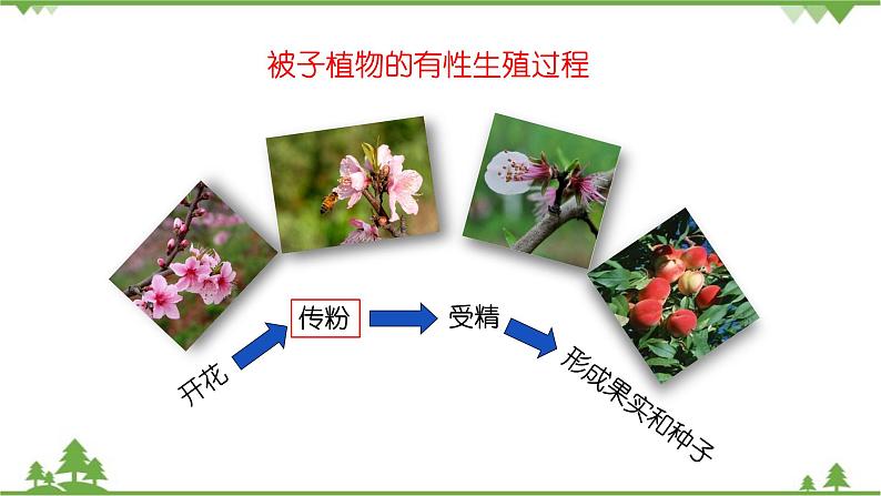 苏教版生物八年级下册 第二十一章 第二节 植物的有性生殖第一课时课件06