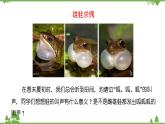 苏教版生物八年级下册 第二十一章 第四节 两栖类的生殖与发育课件